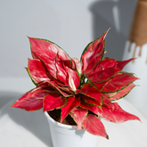 Aglaonema China Red